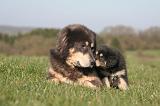 DOGUE DU TIBET 452